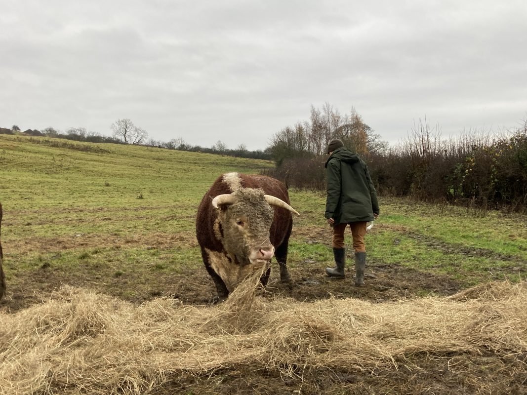 The Hillcrest Farm Project